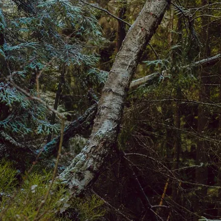 Vakantiehuis Wataha Pod Basztami - Alfa - Caloroczne *