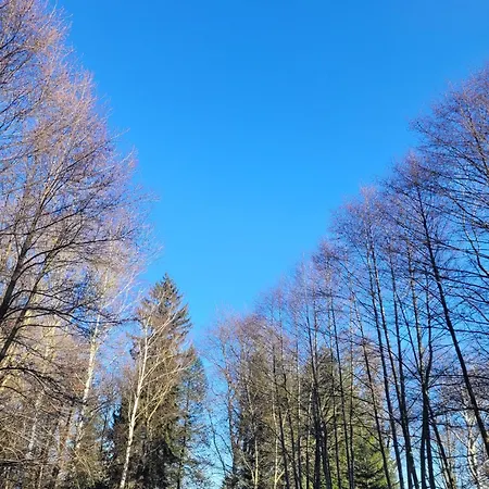 Wataha Pod Basztami - Alfa - Caloroczne *