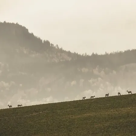 Wataha Pod Basztami - Alfa - Caloroczne *