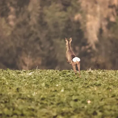 Wataha Pod Basztami - Alfa - Caloroczne Hébergement de vacances Radkow