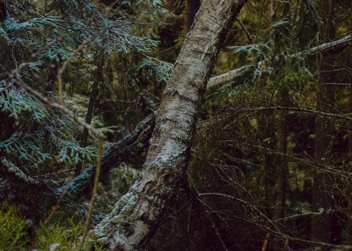 Holiday home Wataha Pod Basztami - Alfa - Caloroczne *