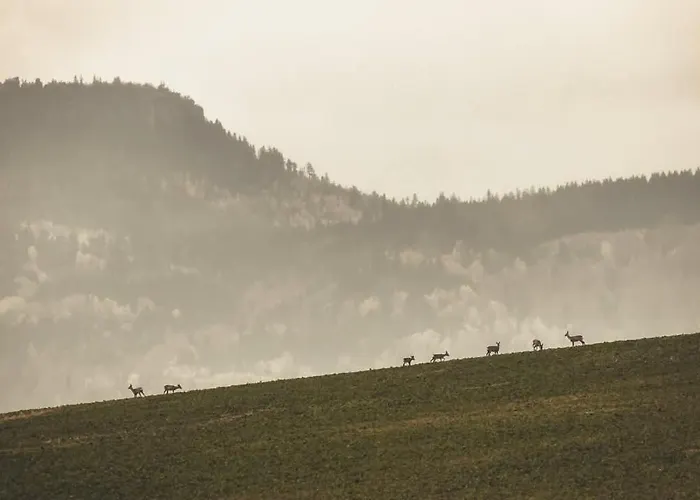 Wataha Pod Basztami - Alfa - Caloroczne *
