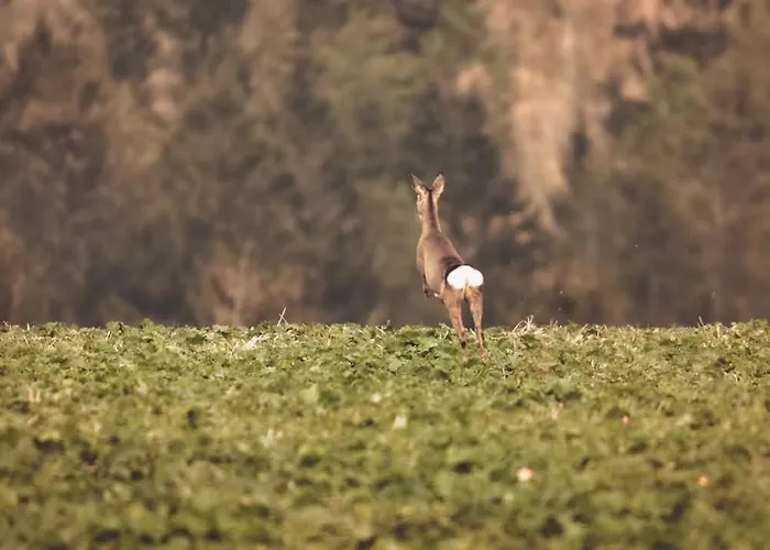 Wataha Pod Basztami - Alfa - Caloroczne Holiday home Radkow