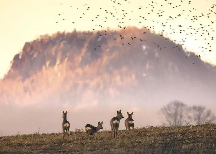 Wataha Pod Basztami - Alfa - Caloroczne * Radkow